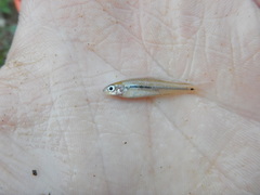 Notropis atrocaudalis