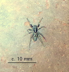 Mexcala elegans