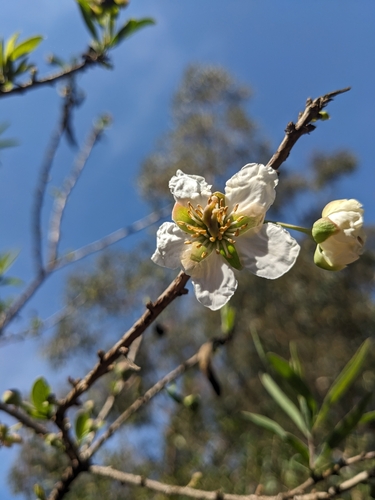 Image of Crossosoma californicum by (c) Aaron Kreisberg, some rights reserved (CC BY)