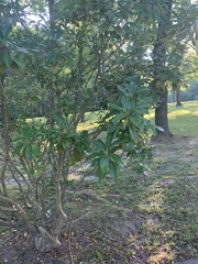 Photinia × fraseri