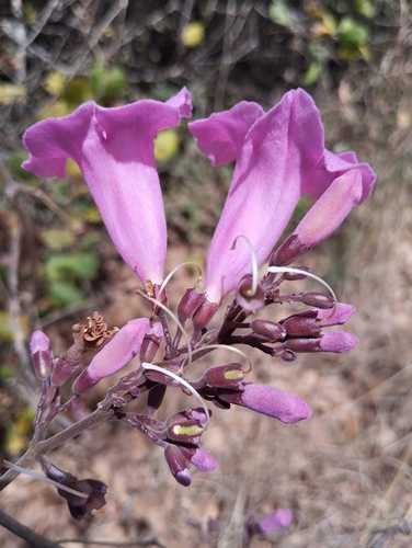 Crajirú