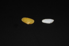 Donacidae