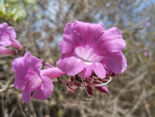 Foto de Crajirú