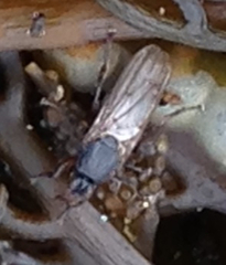 Coelopidae
