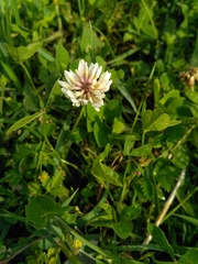 Trifolium repens