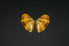 Donacidae