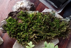 Brachythecium salebrosum