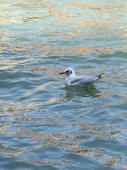 Chroicocephalus ridibundus