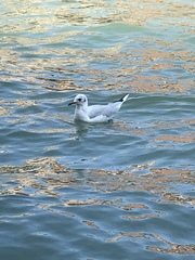 Chroicocephalus ridibundus