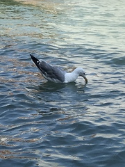 Larus michahellis