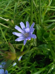 Cichorium intybus