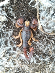 Opistophthalmus latro