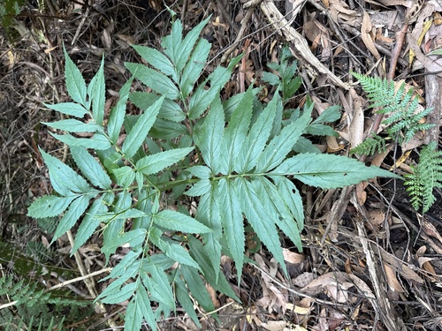Sambucus gaudichaudiana (Sambucus gaudichaudiana)