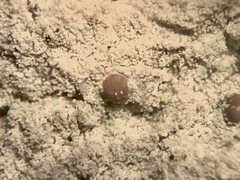 Lecanora symmicta