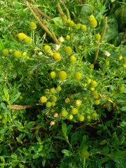 Matricaria discoidea