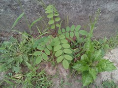 Robinia pseudoacacia