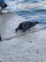 Columba livia domestica