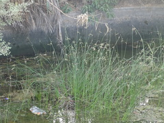 Juncus socotranus