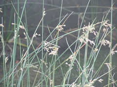 Juncus socotranus