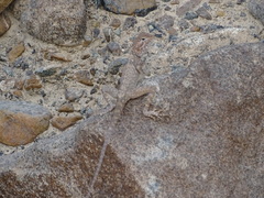 Pseudotrapelus jensvindumi