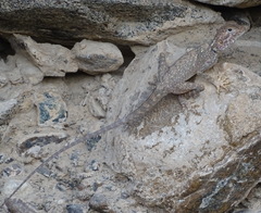 Pseudotrapelus jensvindumi