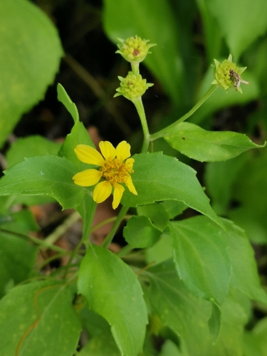 Image of Wollastonia biflora by (c) Darren Obbard, some rights reserved (CC BY)