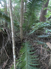 Lepidozamia peroffskyana
