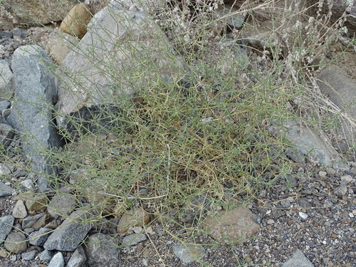 Image of Fagonia bruguieri by (c) Jacky Judas, some rights reserved (CC BY)