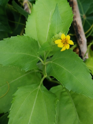 Image of Wollastonia biflora by (c) Darren Obbard, some rights reserved (CC BY)