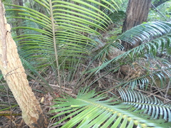 Lepidozamia peroffskyana