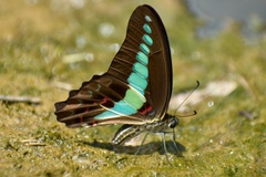 Graphium sarpedon