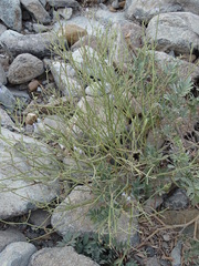 Lavandula subnuda
