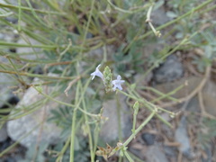 Lavandula subnuda