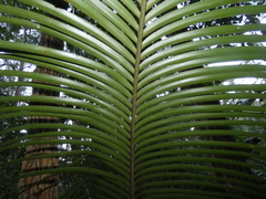 Lepidozamia peroffskyana