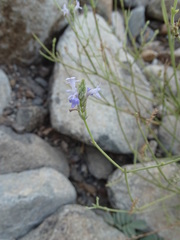 Lavandula subnuda