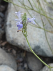 Lavandula subnuda