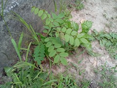 Robinia pseudoacacia