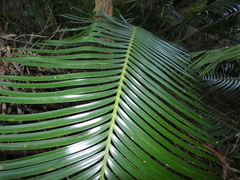Lepidozamia peroffskyana