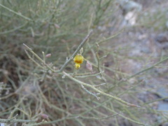 Crotalaria aegyptiaca