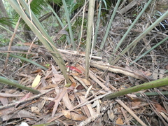 Lepidozamia peroffskyana