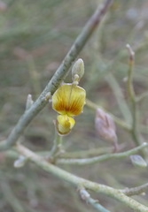 Crotalaria aegyptiaca