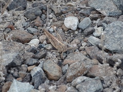 Schistocerca gregaria