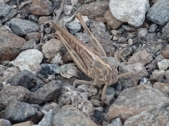 Schistocerca gregaria