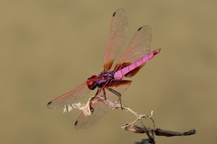 Trithemis aurora