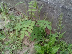 Robinia pseudoacacia