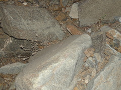Pristurus celerrimus