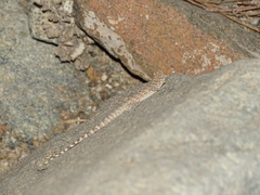 Pristurus celerrimus
