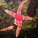 Asteriid Sea Stars - Photo (c) Ken-ichi Ueda, some rights reserved (CC BY)