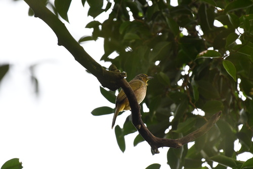 Stripe-throated Bulbul (Pycnonotus finlaysoni), photo 5
