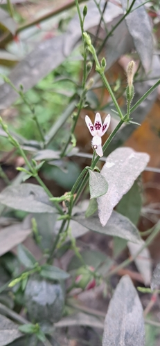 Image of Andrographis paniculata by (c) Sandipan Das, some rights reserved (CC BY)